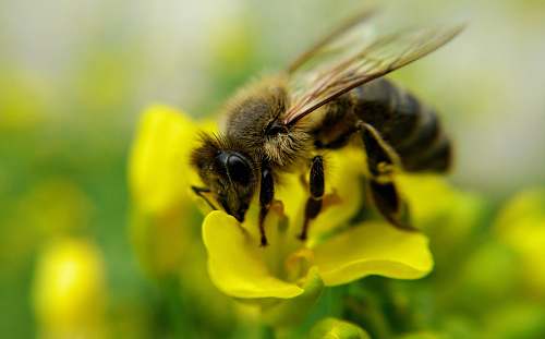 bee black and yellow bee on yellow flower insect